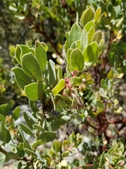 Arctostaphylos pringlei