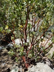 Arctostaphylos pringlei