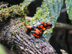 Oophaga solanensis