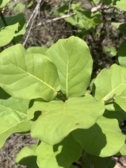 Quercus jonesii