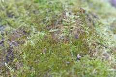 Amblystegium