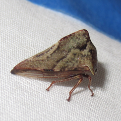 Telamona ampelopsidis
