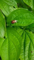 Harmonia axyridis