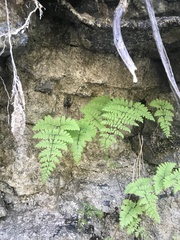 Cystopteris tenuis image