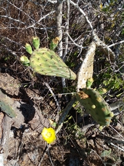 Opuntia decumbens