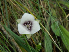 Calochortus elegans