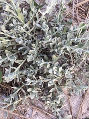 Helichrysum tinctum