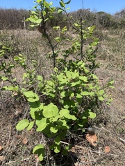 Quercus jonesii
