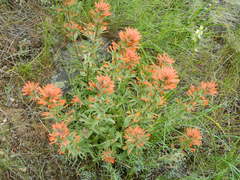 Castilleja hispida acuta