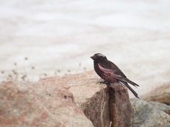Leucosticte atrata