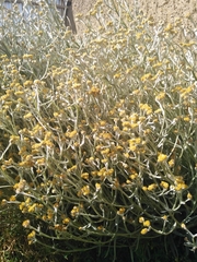 Achyrocline saturejoides