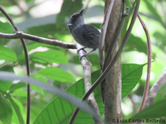 Dysithamnus puncticeps