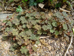 Oxalis corniculata repens