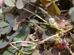 Oxalis corniculata repens