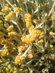 Achyrocline saturejoides