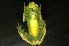 Aplastodiscus albosignatus