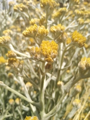 Achyrocline saturejoides