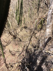 Agave rhodacantha