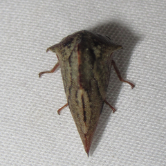 Telamona ampelopsidis