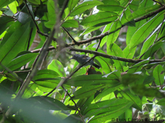 Dysithamnus puncticeps