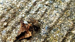 Sphenophorus minimus