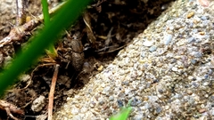 Sphenophorus minimus