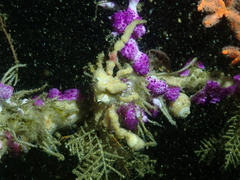 Achaeopsis spinulosa