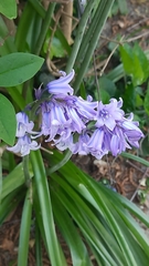 Hyacinthoides
