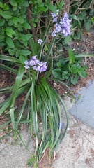 Hyacinthoides