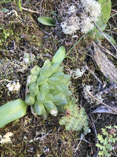 Haworthia transiens