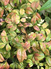 Pseudocercospora nandinae