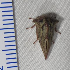 Telamona ampelopsidis