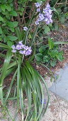 Hyacinthoides