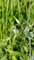 Cerastium perfoliatum