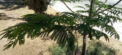 Jacarandeae