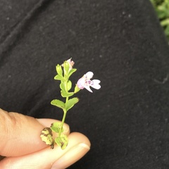 Clinopodium brownei