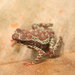 Atelopus manauensis - Photo (c) Diogo B. Provete,  זכויות יוצרים חלקיות (CC BY-NC), הועלה על ידי Diogo B. Provete