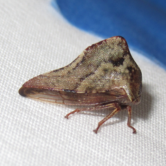 Telamona ampelopsidis