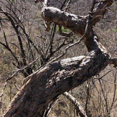 Pseudobombax palmeri