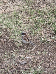Passer domesticus