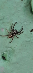 Menemerus bivittatus
