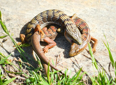 Elgaria multicarinata