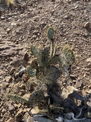 Opuntia chisosensis