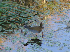 Pardirallus sanguinolentus