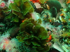 Exallosorus harveyanus