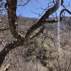 Pseudobombax palmeri