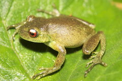 Aplastodiscus perviridis