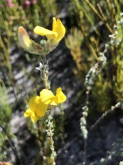 Aspalathus intervallaris
