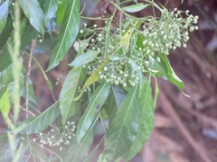 Tarenna pavettoides