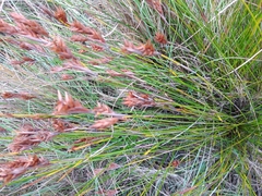 Staberoha distachyos